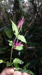 Hypoestes pulchra