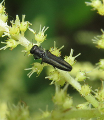 Agrilaxia flavimana