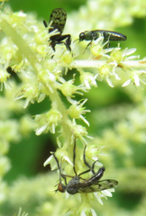 Agrilaxia flavimana