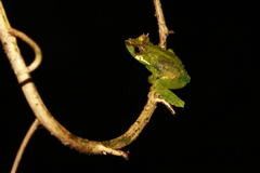 Gracixalus supercornutus