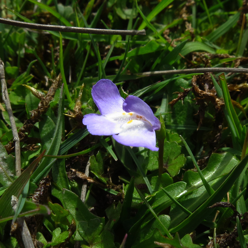 Mazus pumilio (Mazus pumilio)