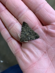 Polydesma boarmoides