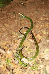 Ptyas nigromarginata