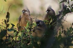 Colius striatus minor