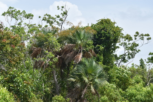 Image of Acoelorraphe wrightii by (c) Ryan Watson, some rights reserved (CC BY)