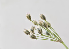 Nothoscordum gracile