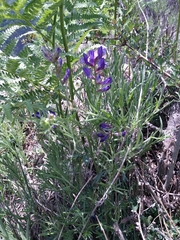 Vicia onobrychioides