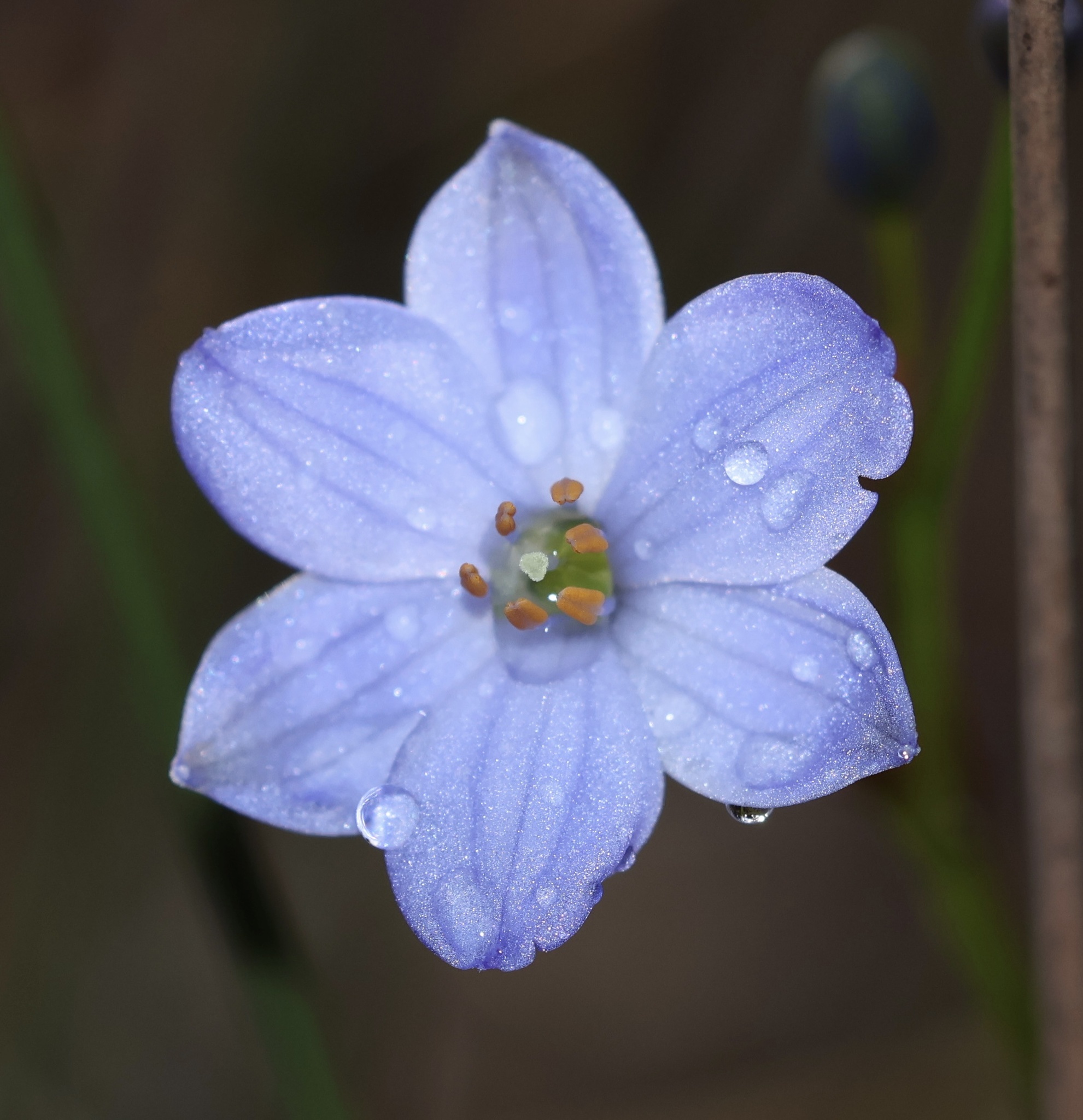 Imagem de Chamaescilla corymbosa não possui um nome popular amplamente reconhecido no Brasil