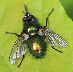 Gymnocheta viridis