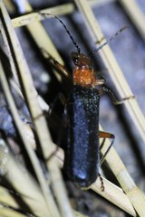 Podabrus pruinosus