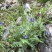 Pulsatilla ambigua - Photo (c) Dmitriy Tarasov, some rights reserved (CC BY-NC), uploaded by Dmitriy Tarasov