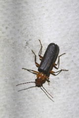 Podabrus pruinosus