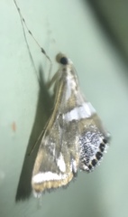 Margarosticha