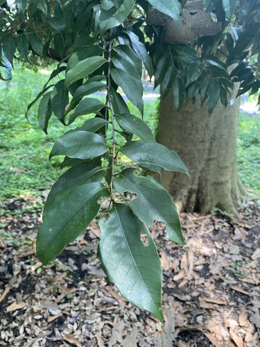 Castanopsis cuspidata iNat (3)