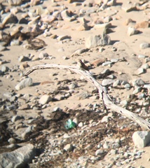 Stelgidopteryx serripennis