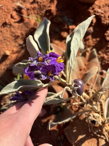 Australian wild tomato