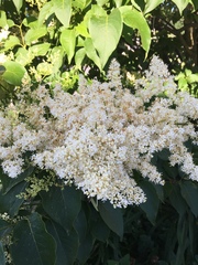 Syringa reticulata