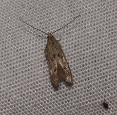Blastodacna bicristatella