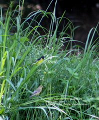 Spinus psaltria