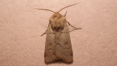Agrotis turatii