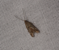 Blastodacna bicristatella