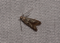 Blastodacna bicristatella