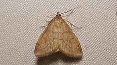 Anania fuscalis