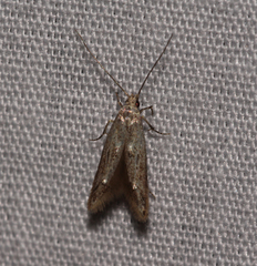 Blastodacna bicristatella