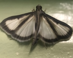 Cydalima