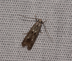 Blastodacna bicristatella