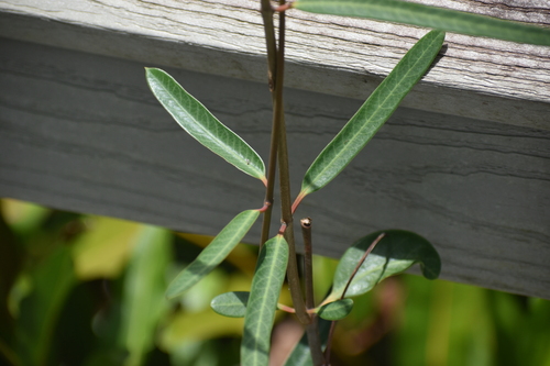 Image of Rhabdadenia biflora by (c) Ryan Watson, some rights reserved (CC BY)