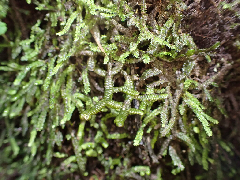 Porella robusta