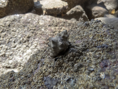 Rapaninae