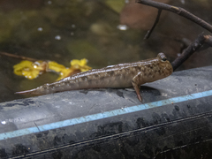 Periophthalmus variabilis