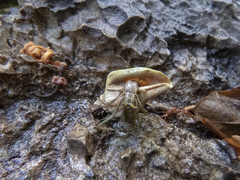 Clibanarius longitarsus