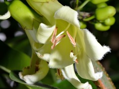 Tecomanthe speciosa
