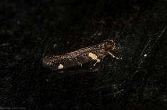 Macrobathra alternatella