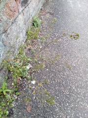 Capsella bursa-pastoris