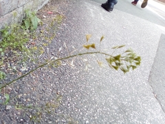 Capsella bursa-pastoris