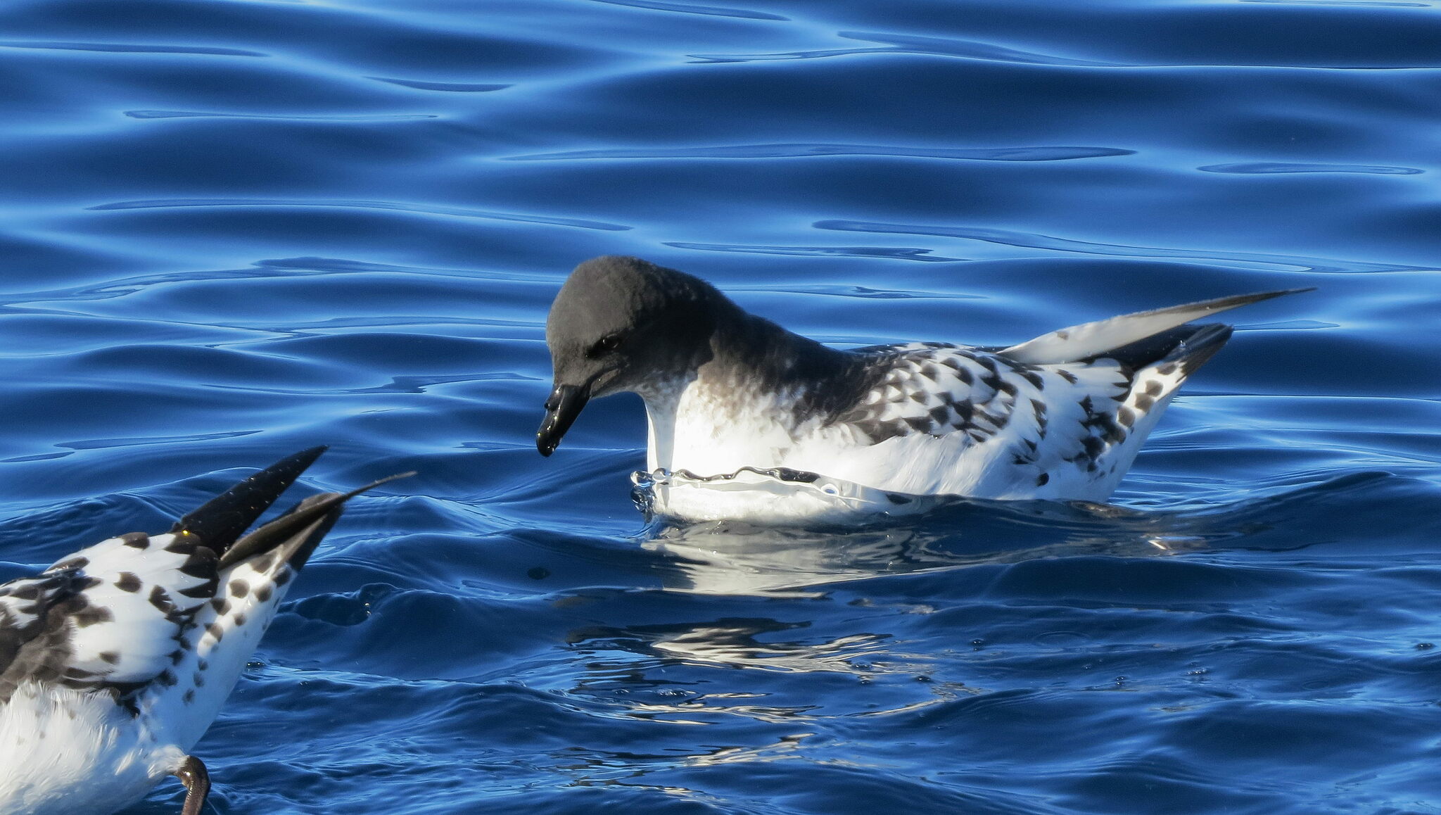 Pintado Petrel (Daption capense)