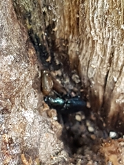 Platycerus caprea