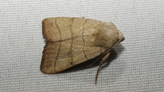Charanyca trigrammica