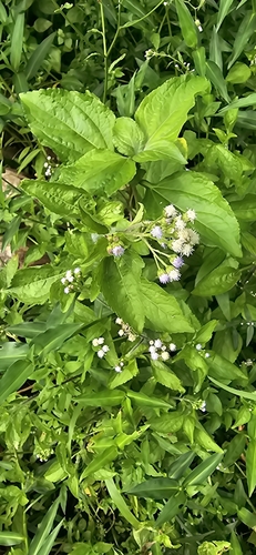 Ageratum conyzoides observed 2024-07-21