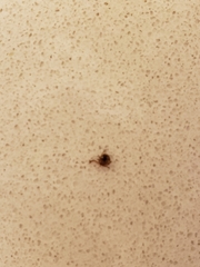 Amblyomma americanum