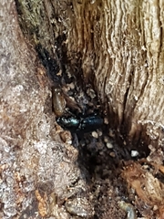 Platycerus caprea