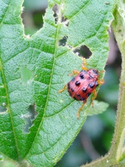 Agomadaranus pardaloides