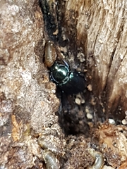 Platycerus caprea