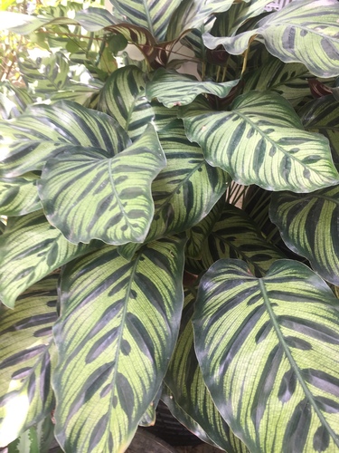 Foto de Maranta-zebrada