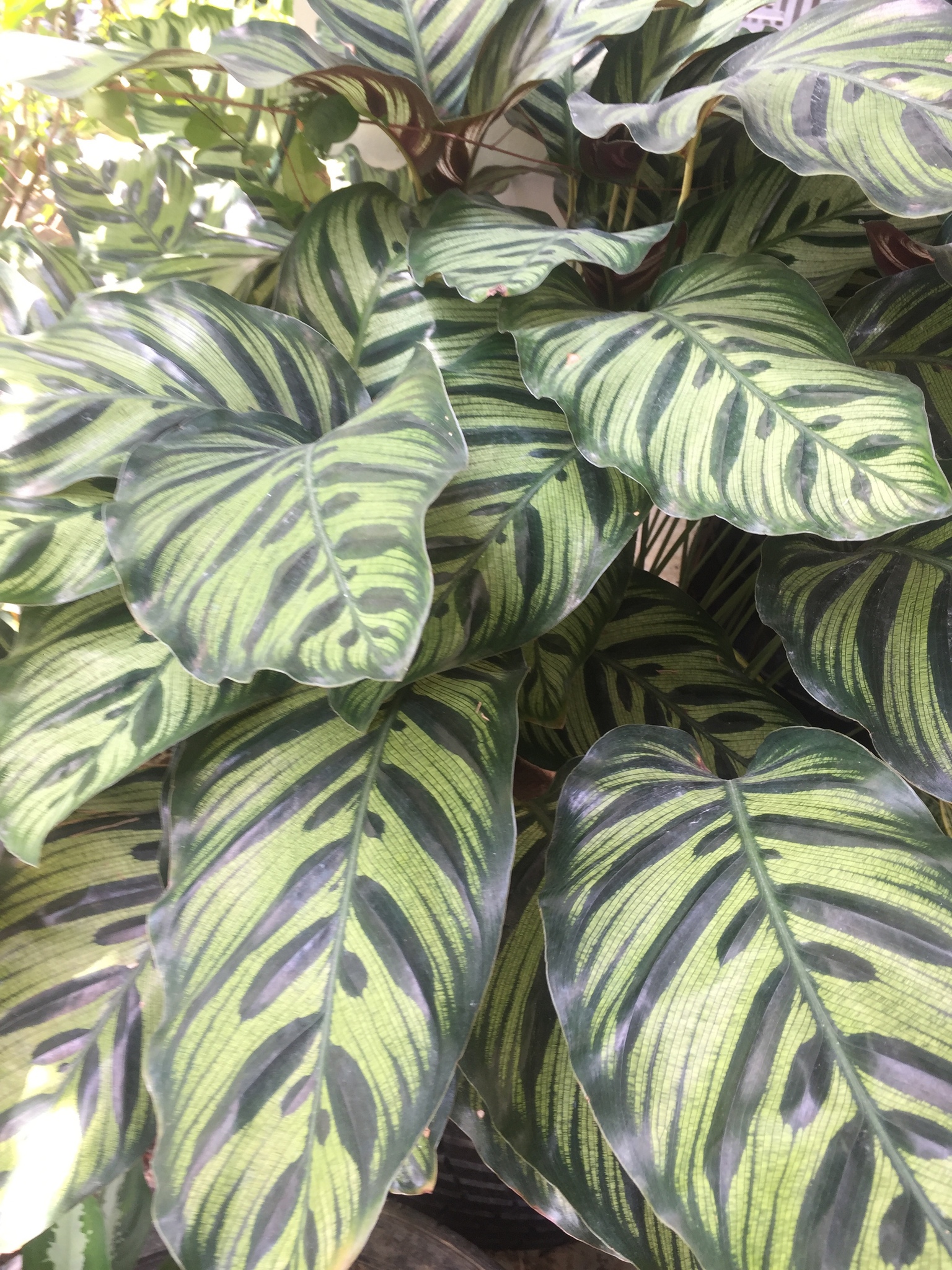 Imagem de Maranta-zebrada