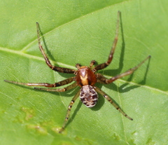 Xysticus lanio
